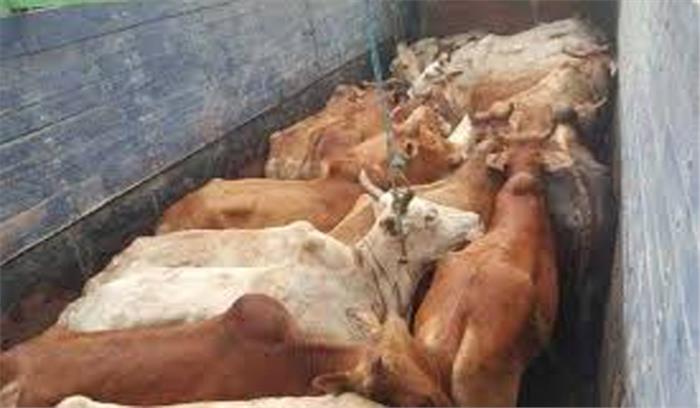 मवेशी तस्करों ने किया जशपुर पुलिस पर हमला