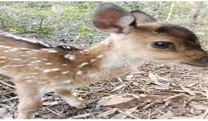 जवानों ने घायल चीतल शावक की बचाई जान