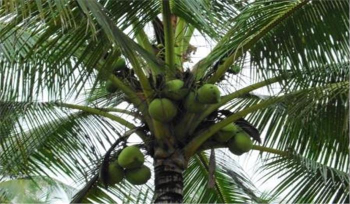 छत्तीसगढ़ में नारियल विकास बोर्ड प्रतिवर्ष किसानों को निशुल्क उपलब्ध कराता है एक लाख पौधा