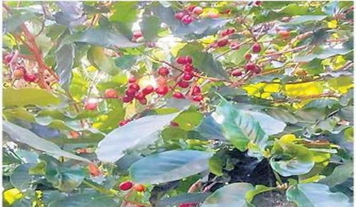 कॉफी की खुशबू से महकेंगे दंतेवाड़ा, नारायणपुर और कोंडागांव जिले