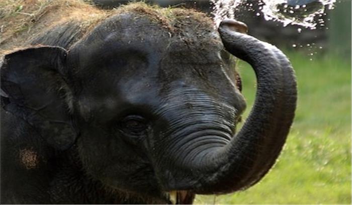 प्रस्तावित हाथी रिजर्व की सीमा में आने वाले कोल ब्लाकों की नही हो नीलामी- अकबर प्रस्तावित हाथी रिजर्व की सीमा में आने वाले कोल ब्लाकों की नही हो नीलामी- अकबर