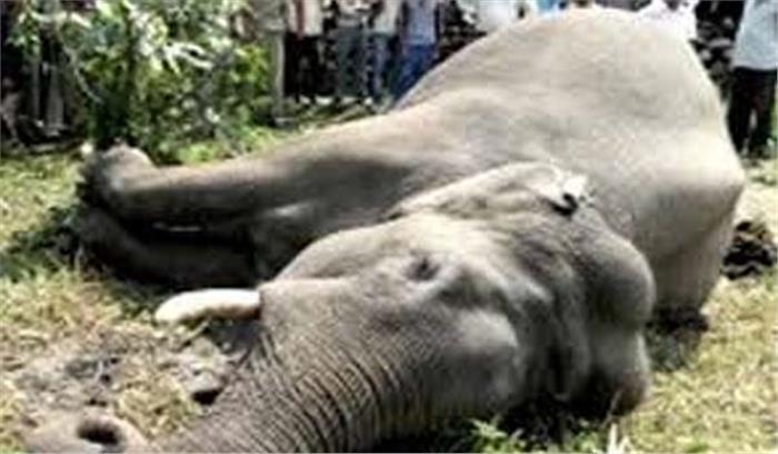 छत्तीसगढ़ में जंगली हाथियों ने बुजुर्ग को कुचला 