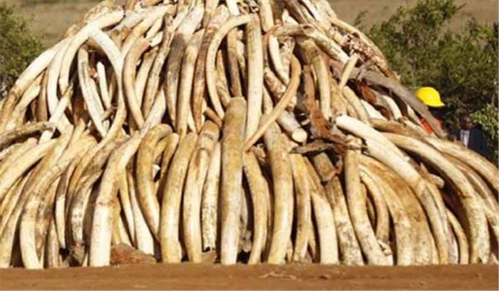 छग: हाथी दांत सहित 2 तस्कर गिरफ्तार