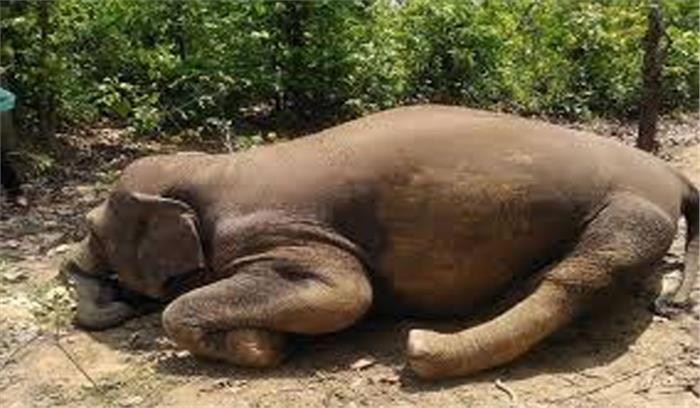 दो दिन में दो हाथियों की मौत