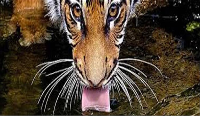 इंद्रावती बाघ राष्ट्रीय उद्यान क्षेत्र में आदिवासी परिवहन के लिए केवल बैलगाड़ियों पर निर्भर