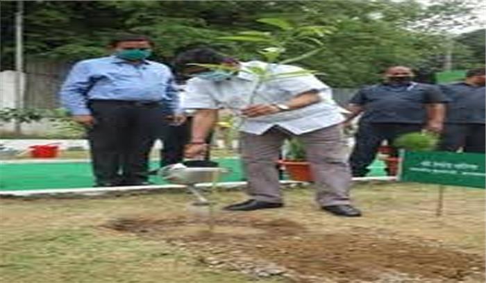 कवासी लखमा ने पौधा रोपा कवासी लखमा ने पौधा रोपा