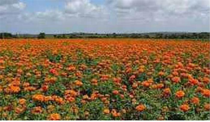 आदिवासी महिलाएं गेंदे की खेती कर अब हजारों रुपए कमा रही