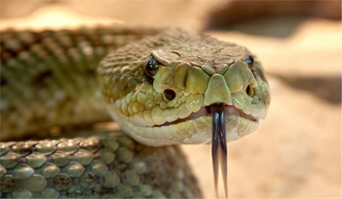 जशपुर जिले  में दो स्कूली छात्राओं को सांप ने डसा, एक की मृत्यु