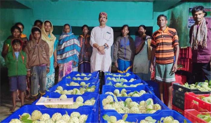 छत्तीसगढ़ के सीताफल का स्वाद चखेंगे देश के कई हिस्सों के लोग
