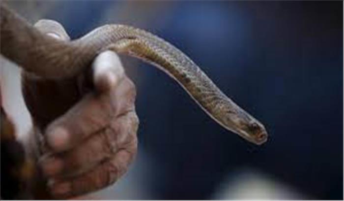 छत्तीसगढ़ :सर्पदंश से भाई बहन की मौत