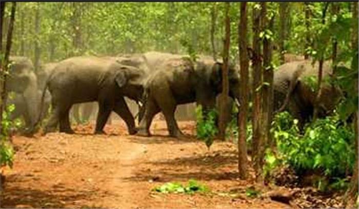  छत्तीसगढ़: जंगली हाथियों ने मकानों को क्षतिग्रस्त किया