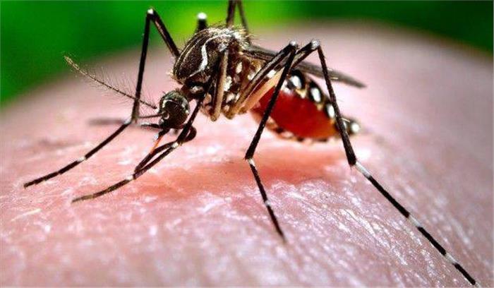 दक्षिणी दिल्ली में पैर पसार रहा है चिकनगुनिया