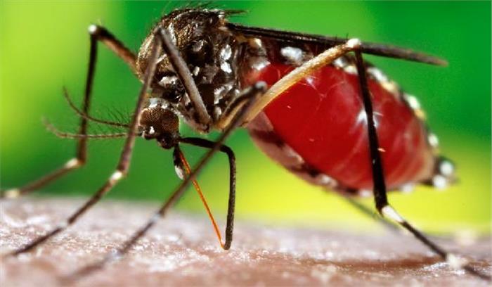 दिल्ली में डेंगू-चिकनगुनिया के मामले बढ़े