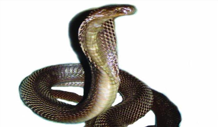 सर्पदंश से बालक की मौत