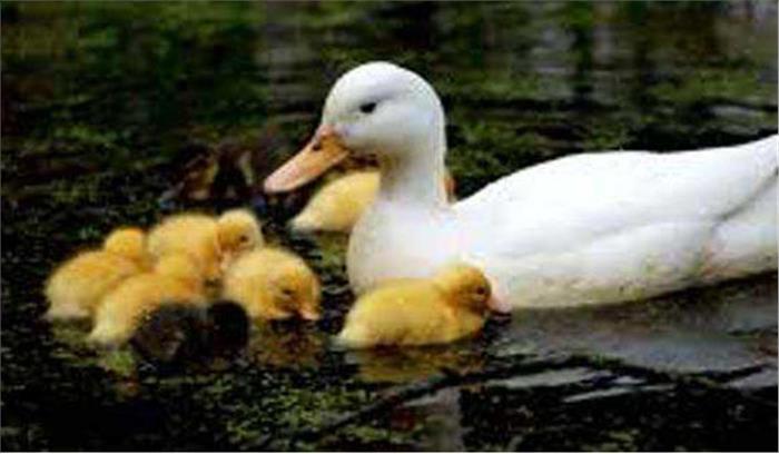  चीन: बर्ड फ्लू का नया मामला, 1054 पक्षियों की मौत 