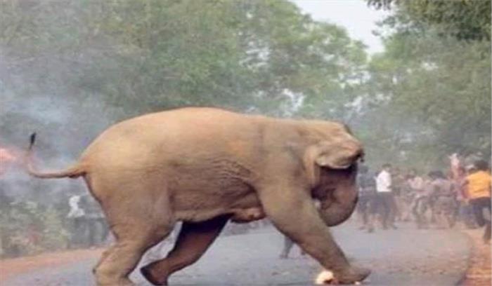 चीन : हाथी ने 2 वाहनों को नुकसान पहुंचाया