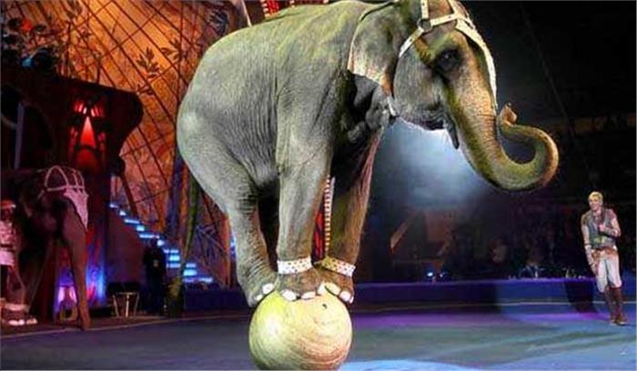 सर्कस में हाथियों के करतब दिखाई नहीं देंगे