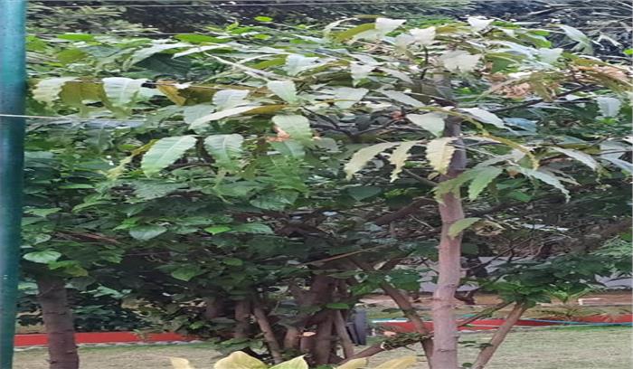 बढ़ेगी शहर की हरियाली, मिलेगा शुद्ध ऑक्सीजन