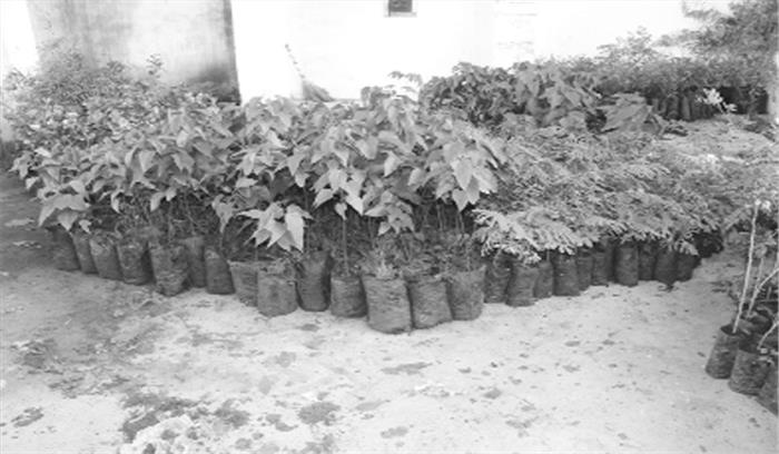 शहर को हरा-भरा बनाने के लिेेए लगेंगे 10 हजार पौधे