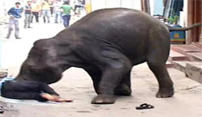 छग : सेल्फी लेते युवक को हाथी ने कुचल डाला