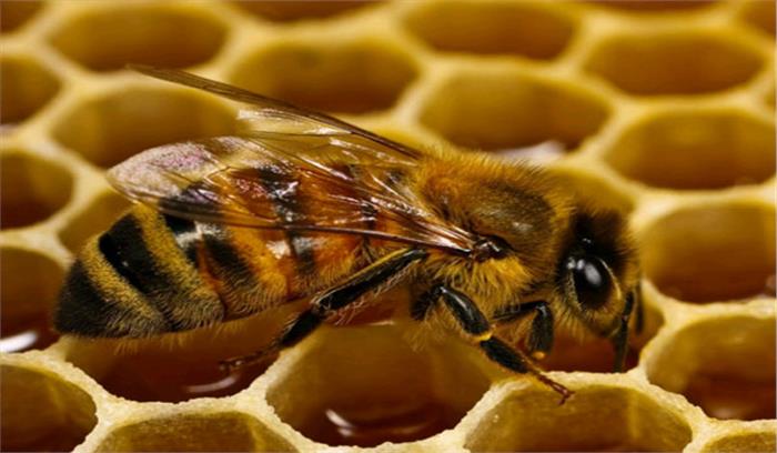 रंग-बिरंगे फूलों की गुणवत्ता बढ़ाएंगी एनडीएमसी की मधुमक्खियां 