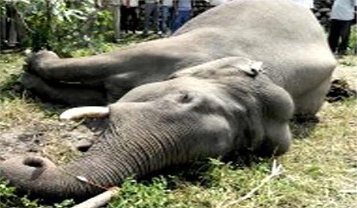 कार्बेट पार्क से सटे जंगल से हाथी का शव बरामद
