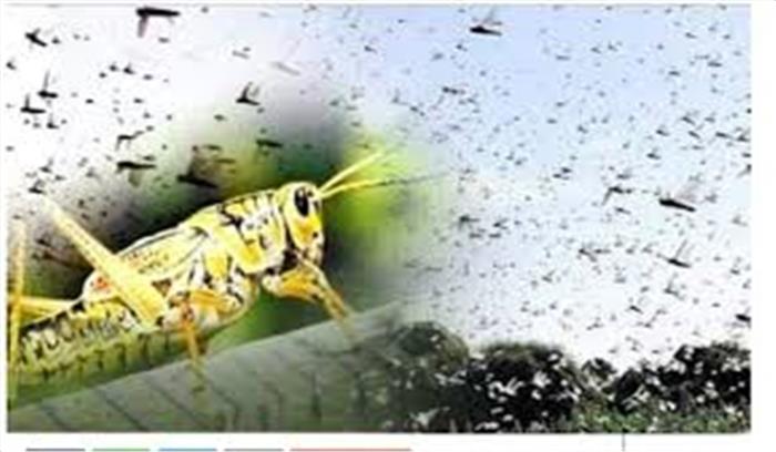 किसान क्लोरपीरिफॉस बी ईसी का घोल बनाकर करें छिड़काव: डॉ0 सिंह