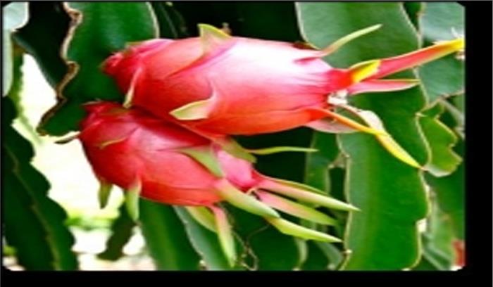 बिहार: गर्मी में किसानों की जिंदगी में ड्रैगन ला रही खुशहाली