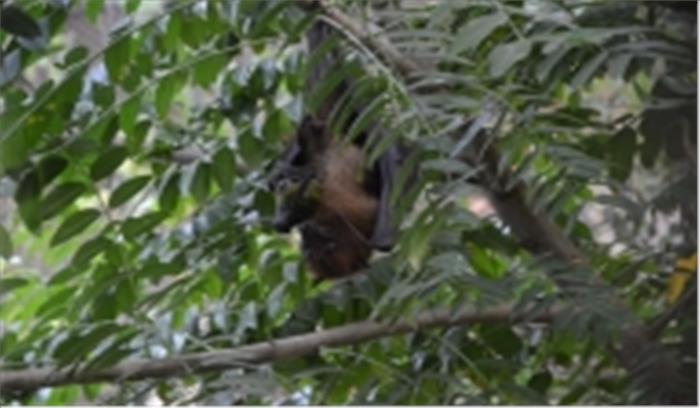 भारत में चमगादड़ों की 2 प्रजातियों में मिला कोरोनावायरस