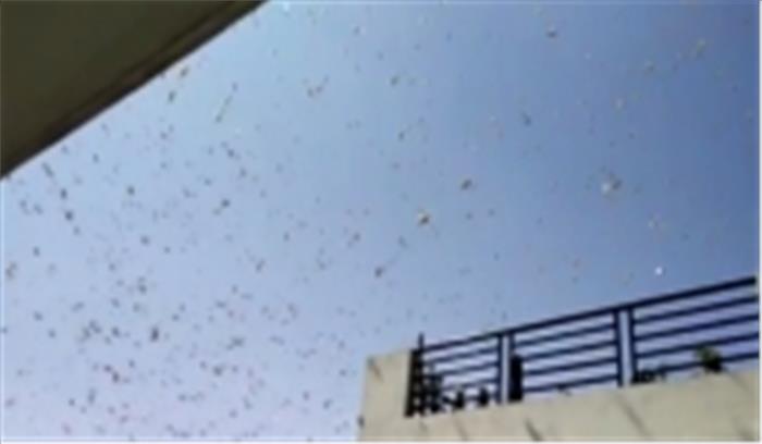 पौधों के लिए प्रलयंकारी टिड्डी का गहराता प्रकोप