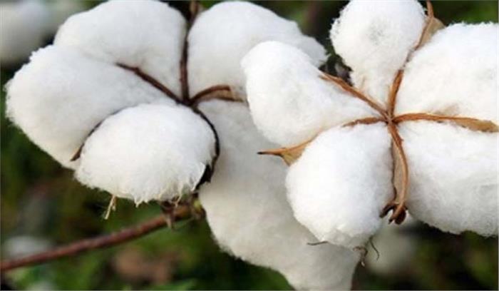 पंजाब और हरियाणा में कपास की बिजाई पिछले साल के मुकाबले सुस्त पंजाब और हरियाणा में कपास की बिजाई पिछले साल के मुकाबले सुस्त