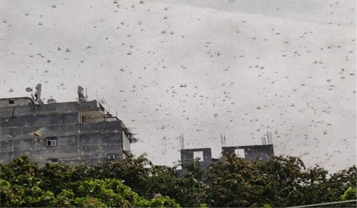 गुरुग्राम से पलवल की तरफ बढ़ रहा टिड्डी दल, दिल्ली पर भी बोल सकता है धावा 