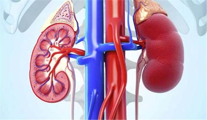 देश में हर साल 2 लाख लोगों को होती है किडनी बीमारी : विशेषज्ञ