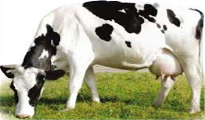 देश में 18 फीसदी बढ़ी गायों की आबादी : 20वीं पशुगणना