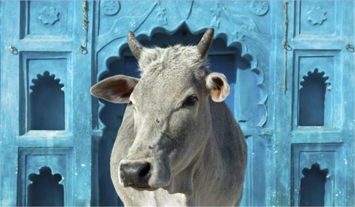 गाय को राष्ट्रमाता का दर्जा दिलवाने के लिए भारतीय गौ क्रांति मंच करेगा रैली गाय को राष्ट्रमाता का दर्जा दिलवाने के लिए भारतीय गौ क्रांति मंच करेगा रैली