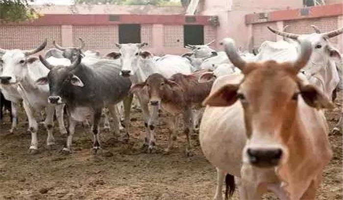 गौवंश का संरक्षण और संवर्धन करना राज्य सरकार का मूल उद्देश्य : राजेश्री महन्त