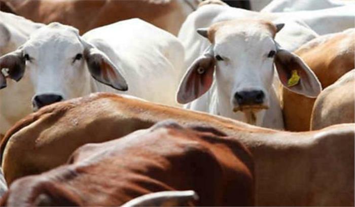 गायों की संख्या बढ़ाने के लिए पायलट प्रोजेक्ट की हुई शुरुआत