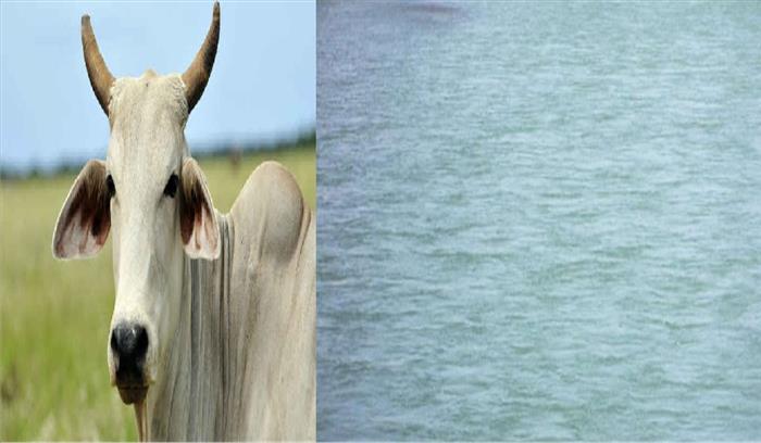 बुंदेलखंड के टीकमगढ़ में समाज के लिए आज भी गाय और गंगा है पूज्यनीय