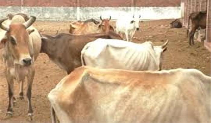गायों पर राजनीति से बाज नहीं आ रही योगी सरकार