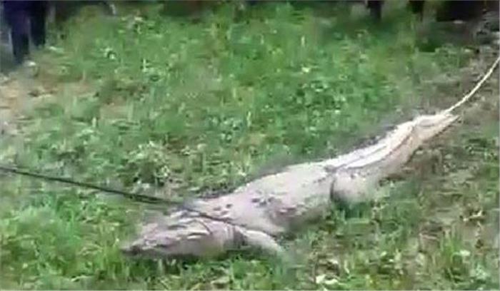 खेत में मगरमच्छ आने से हड़कंप, वन विभाग ने पकड़ा