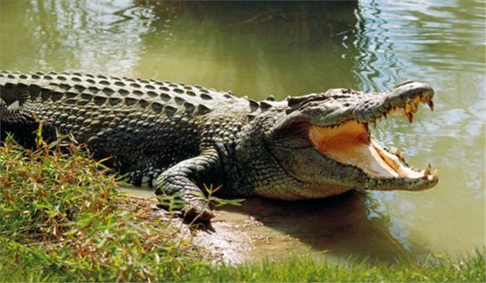 मगरमच्छ के आतंक से खौफजदा है गांव वाले मगरमच्छ के आतंक से खौफजदा है गांव वाले
