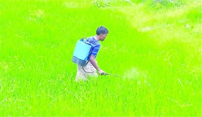 धान में कीटों का प्रकोप, किसान परेशान धान में कीटों का प्रकोप, किसान परेशान