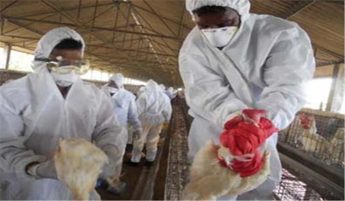 चेक रिपब्लिक में बर्ड फ्लू फैलने का दूसरा मामला