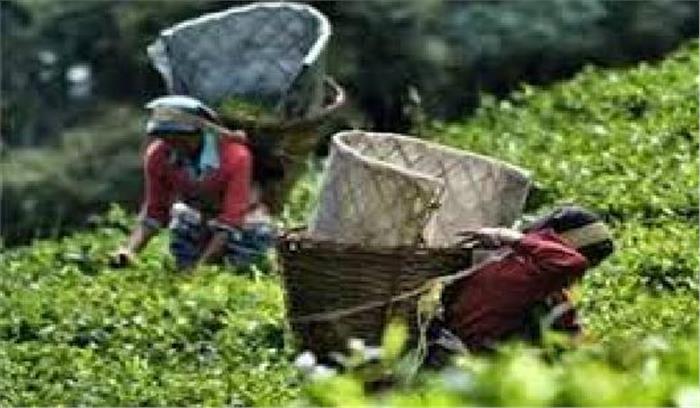 दार्जिलिंग बंद से चाय उद्योग पर पड़ेगा असर