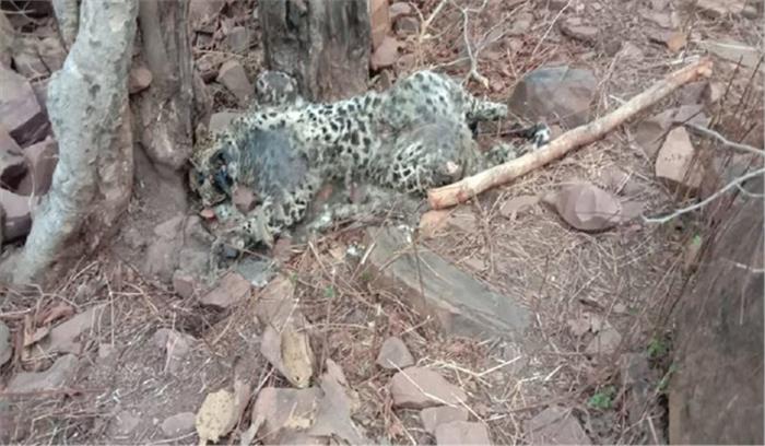 मृत मिले तेंदुए के शव का हुआ दाह संस्कार