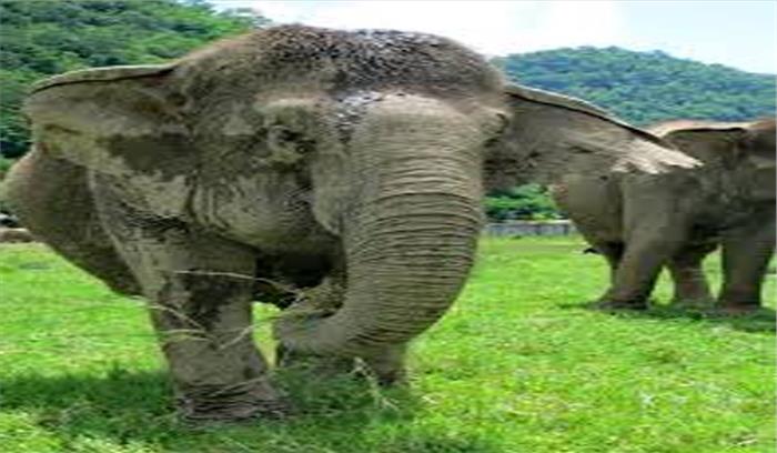 छत्तीसगढ :हाथी ने ग्रामीण को कुचला, सीमा विवाद के चलते 18 घंटे मौके पर पडा रहा शव