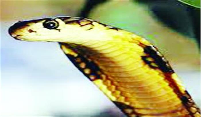 पिछले 10 सालों में सर्पदंश से 4सौ लोगों की मौत