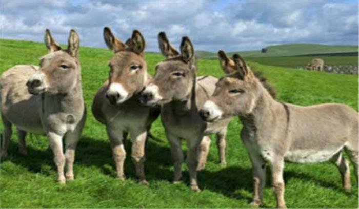 चित्रकूट में 1 लाख रुपये तक बिके गधे