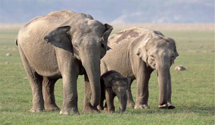 उत्तराखंड : हाथियों की तबाही रोकने रेडियो कॉलर का होगा प्रयोग उत्तराखंड : हाथियों की तबाही रोकने रेडियो कॉलर का होगा प्रयोग