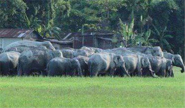 उत्तराखंड : हाथियों पर मिर्च से हमला करने पर प्रतिबंध उत्तराखंड : हाथियों पर मिर्च से हमला करने पर प्रतिबंध